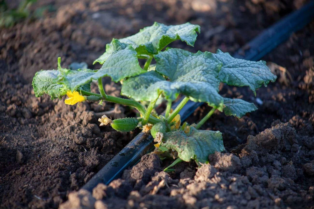 Young small cucumbers grow in the soil under drip irrigation Agricultural cultivation of vegetables under drip irrigation Young small cucumbers grow in the soil under drip irrigation Agricultural cultivation of vegetables under drip irrigation
