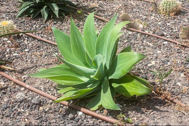 Agava at a Cactus and succulent garden Photographed in Tel Aviv Israel Agava at a Cactus and succulent garden Photographed in Tel Aviv Israel