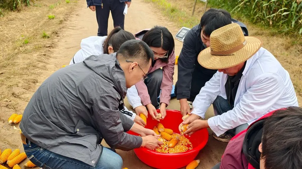 Calculate the yield of corn Calculate the yield of corn