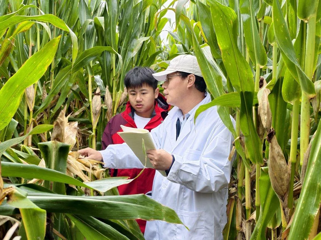The scene of Fan Fang in Quzhou County calculating the corn yield The scene of Fan Fang in Quzhou County calculating the corn yield