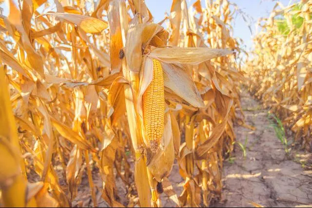 Harvest ready corn on stalk in cultivated maize field Harvest ready corn on stalk in cultivated maize field
