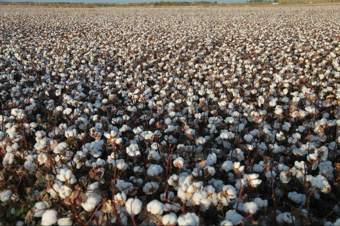 Xinjiang Cotton Xinjiang Cotton